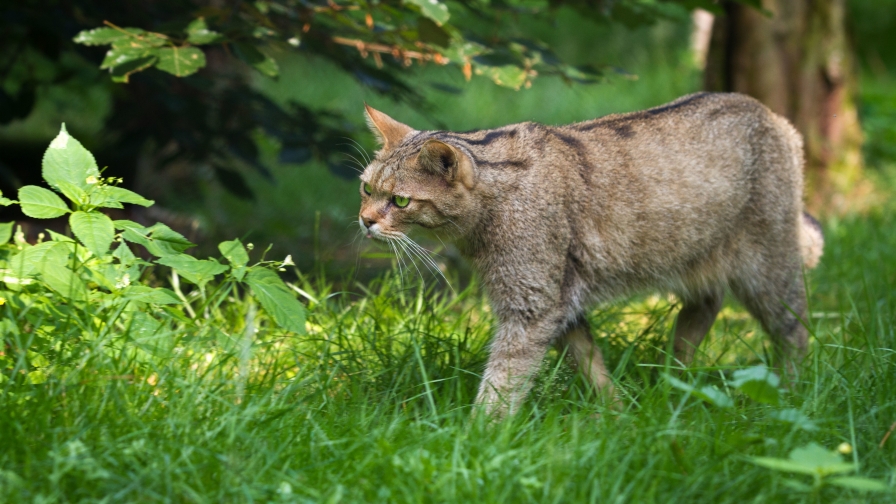 Beautiful Wildcat on Green Grass