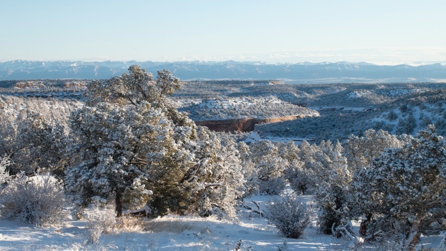 Beautiful Winter and Snow Covered Forest During Daytime