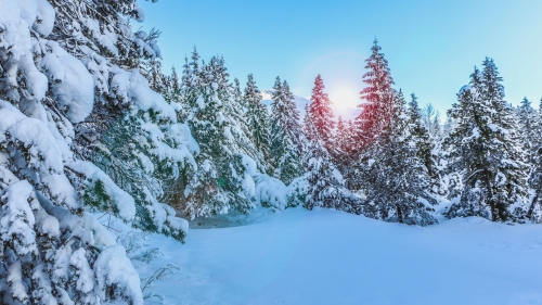 Beautiful Winter Forest and Sunlight