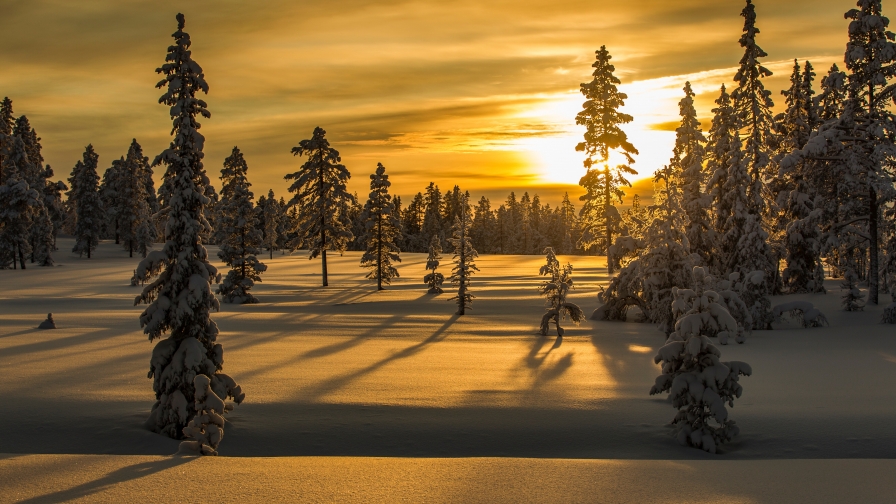 Beautiful Winter Forest and Sunset Sunlight