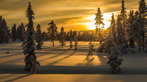 Beautiful Winter Forest and Sunset Sunlight