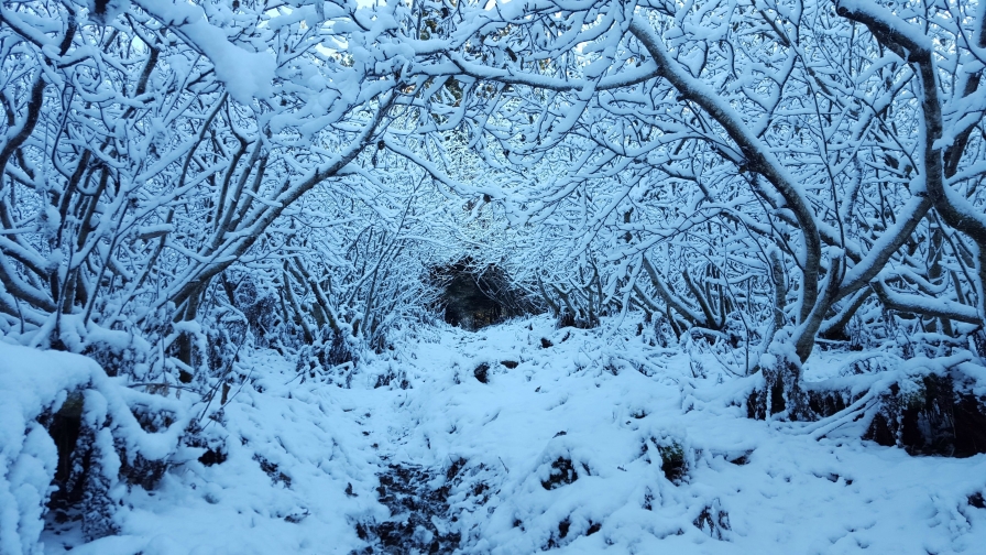 Beautiful Winter Forest in Alaska