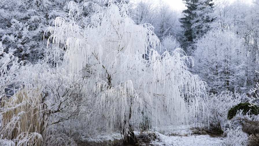 Beautiful Winter White Forest