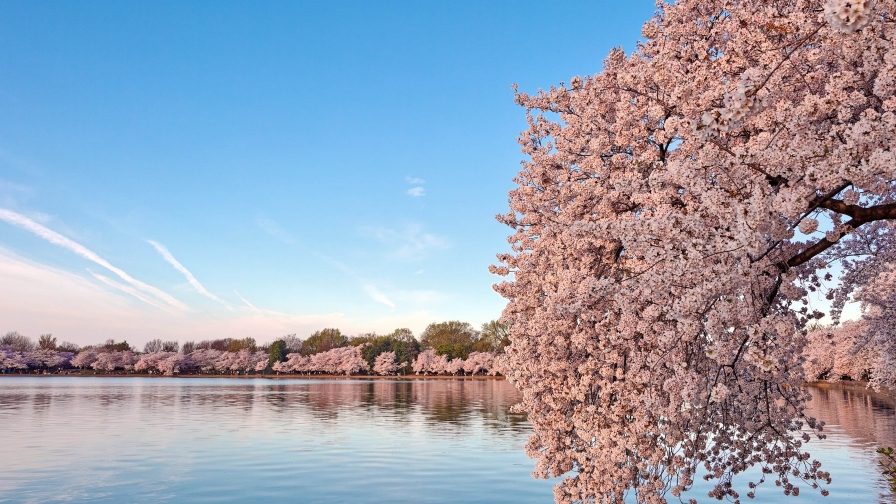 Beautiful Wonderful Cherry Garden on the Lake