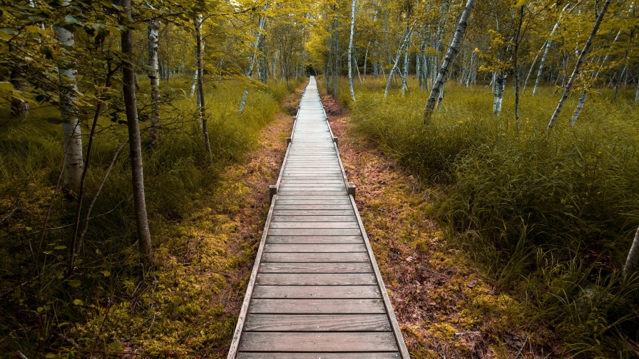 Beautiful Wood Path in Forest