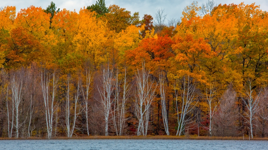 Beautiful Yellow Autumn Forest and River