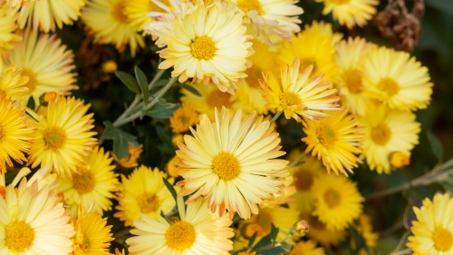 Beautiful Yellow Chrysanthemum