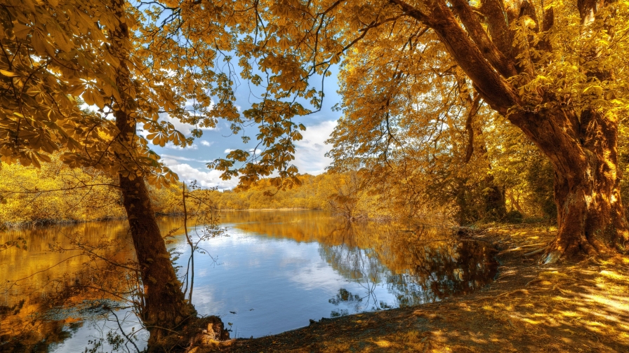 Beautiful Yellow Forest and Shore of Lake