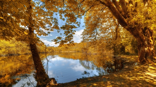 Beautiful Yellow Forest and Shore of Lake