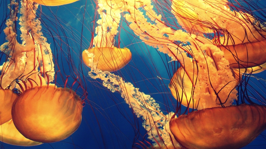 Beautiful Yellow Jellyfishes Under Water