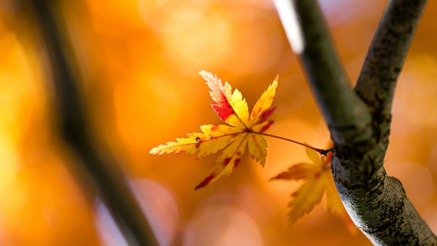 Beautiful Yellow Maple Leaf on Branch