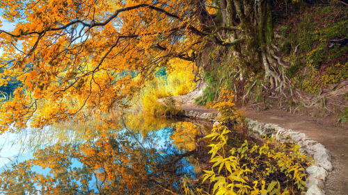 Beautiful Yellow Tree and Reflection on Lake
