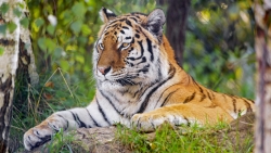 Bengal Tiger and Plant