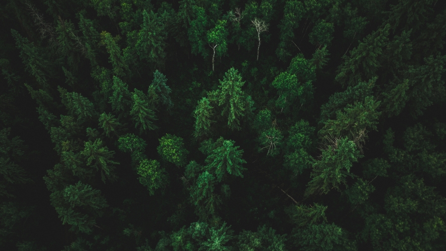 Big Green Pine Forest