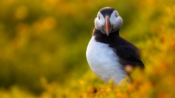 Black and White Bird in Grass