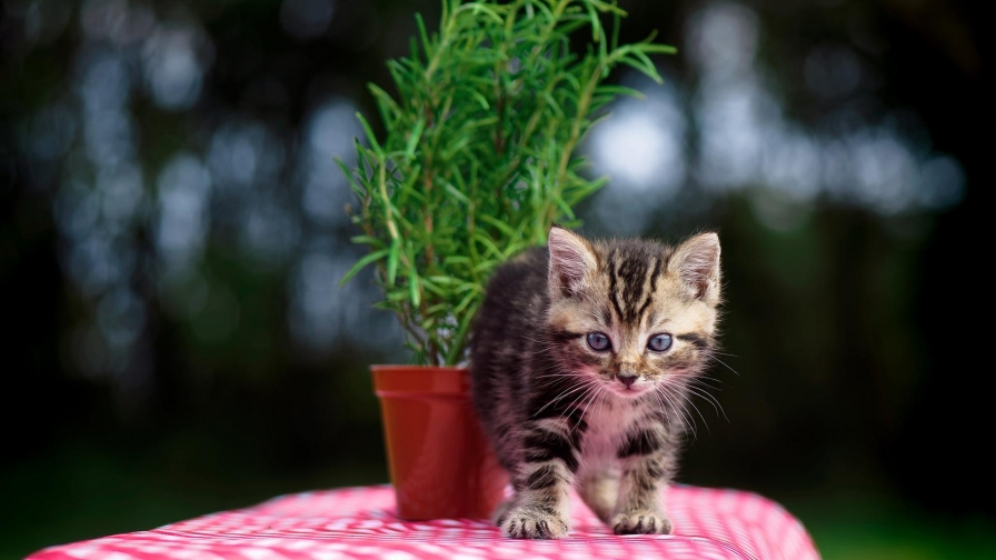 Black Kitten on Pink Cloth