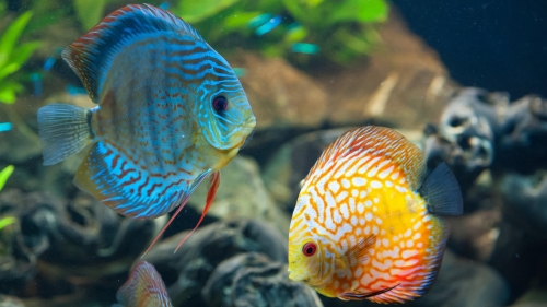 Blue and Yellow Fishes