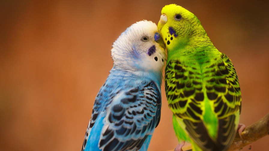 Blue Green Love Birds on Tree Branch