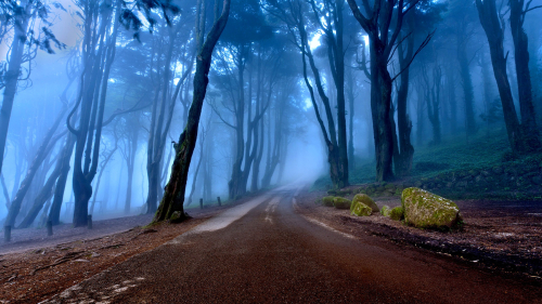 Blue Mystic Fog in Old Forest