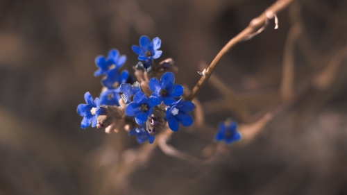 Blue Spring Flowers Macro Photo