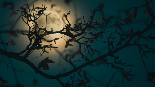 Branch and Night Moon Light