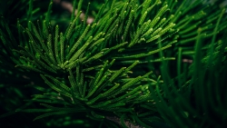 Branch Needles Evergreen and Sunlight