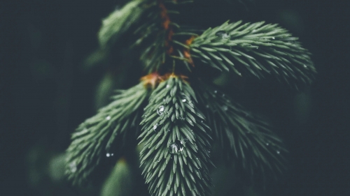 Branch of Pine and Droplets