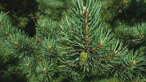 Branch Of Pine Tree Macro
