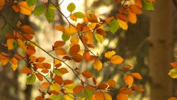 Branches and Autumn Tree