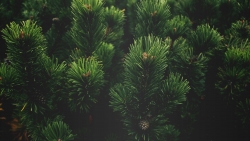 Branches of Pine Trees
