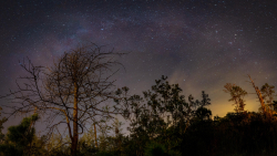 Branches on Night Starry Sky Background