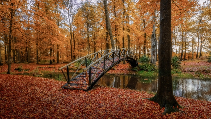 Bridge and River Surrounded by Trees