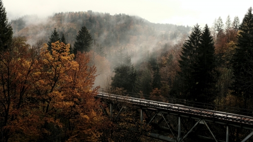 Bridge in Forest and Fog around Trees