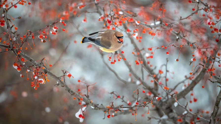 Brown Ash Chubby Waxwing Bird on Berry Branch