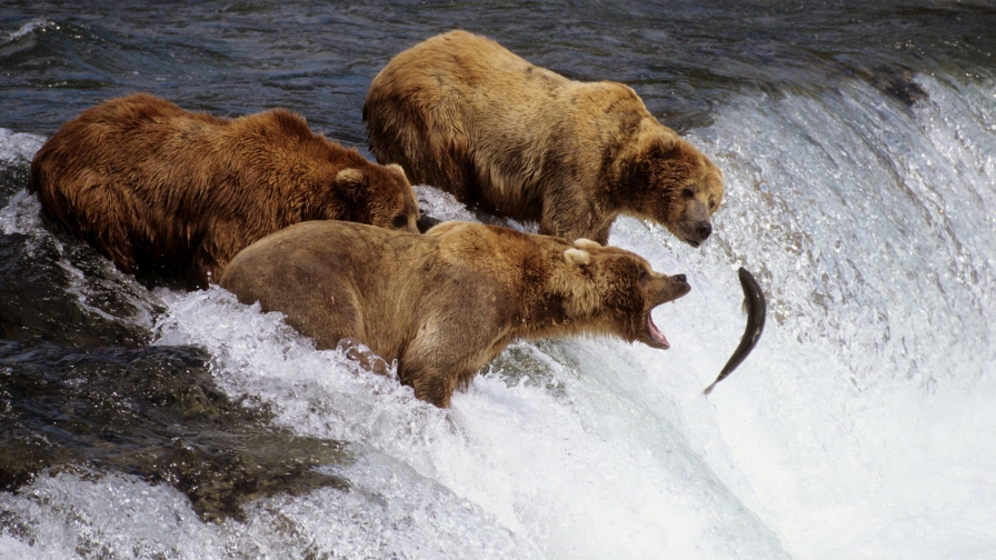 Brown Bears in Alaska Salmon and Waterfall