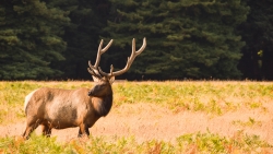 Brown Elk and Yellow Grass