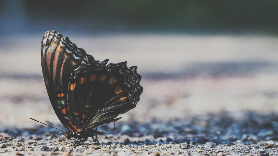 Butterfly on Ground Macro Photo