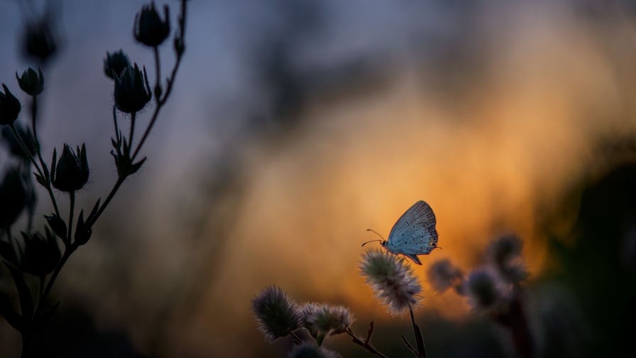 Butterfly Sitting on Plant