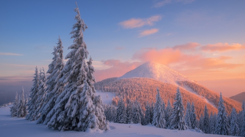 Carpathian Winter Snowed Mountains and Pine Trees