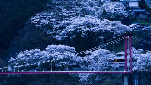 Cherry and Bridge in Japan