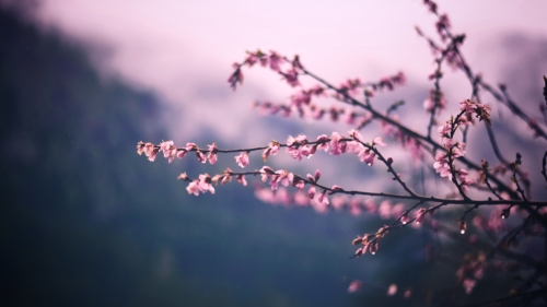 Cherry Blossom Tree in Spring Garden