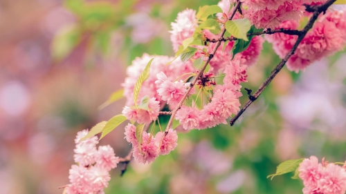 Cherry Blossom Tree Photo