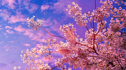 Cherry Branches and Flowers