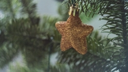 Christmas Tree and Stars on Brunches