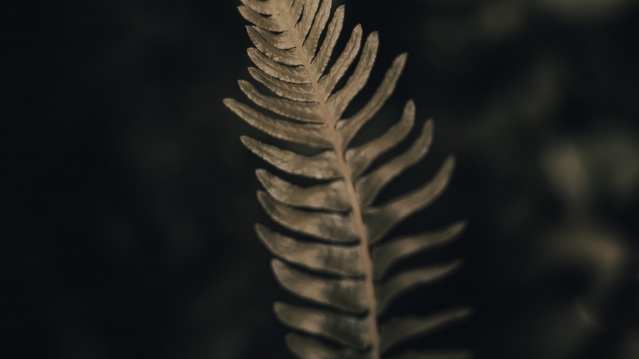 Close Up Beautiful Green Terrestrial Plant