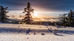 Clouds in Sky and Coniferous Trees