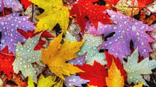 Colorful Leaves and Droplets