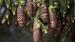 Cones Fir Pine Needles Thorns Twigs