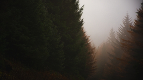 Coniferous Forest and Dusk