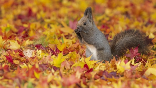Cute Squirrel on Yellow Dry Leaves
